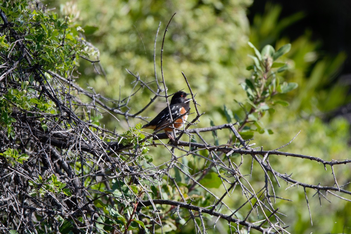 Spotted Towhee - ML617277087