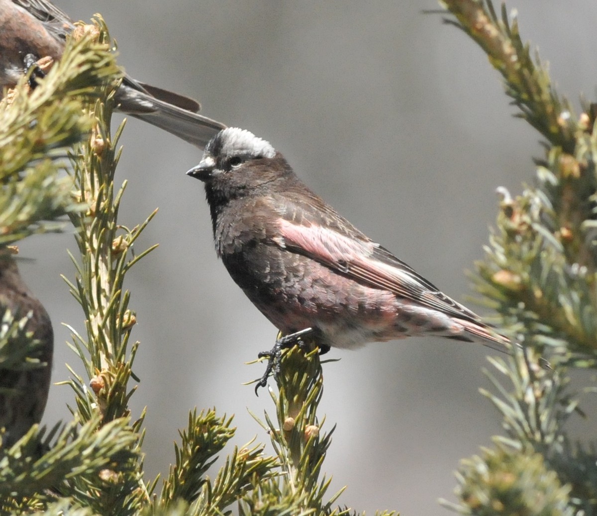 Black Rosy-Finch - ML617277102