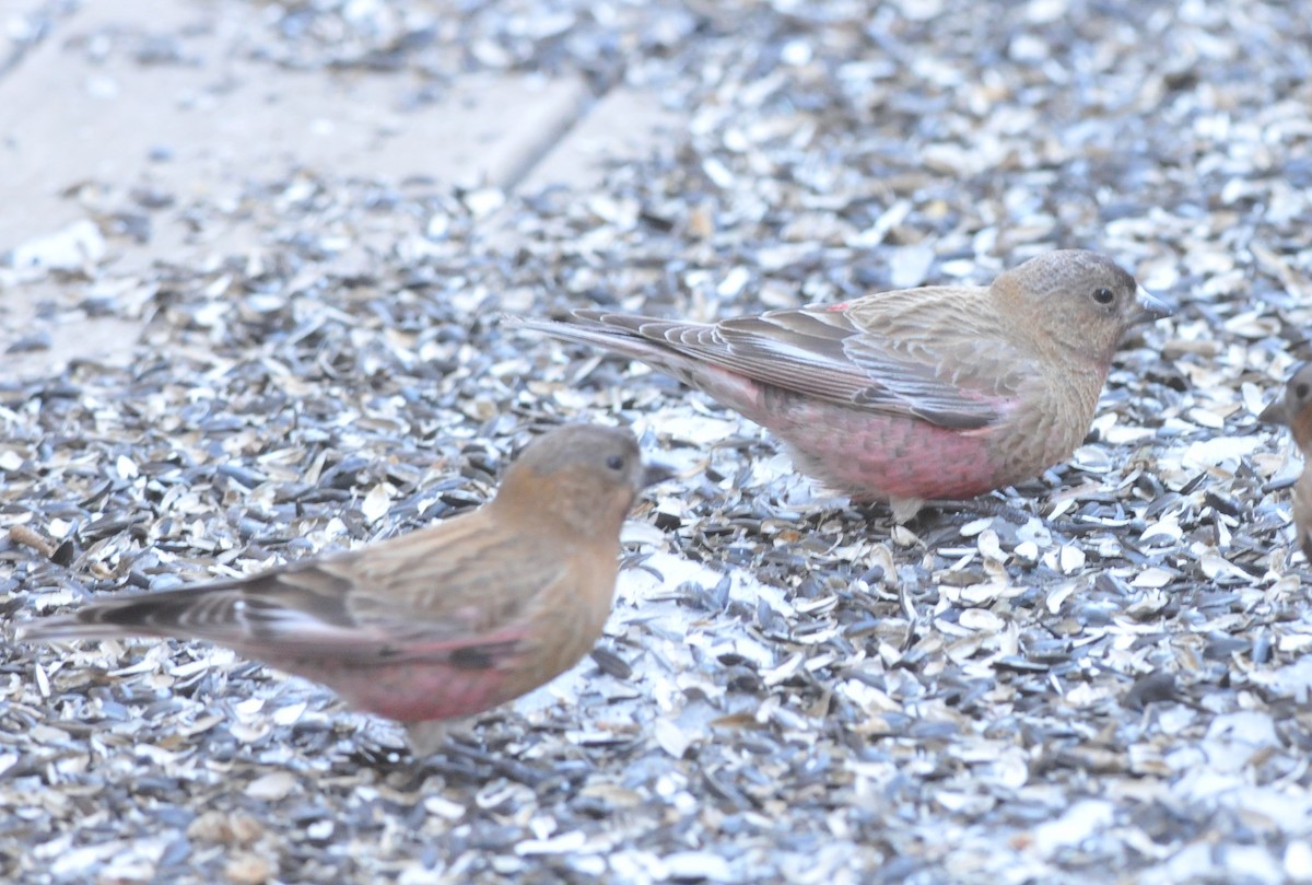 Brown-capped Rosy-Finch - Scott Somershoe