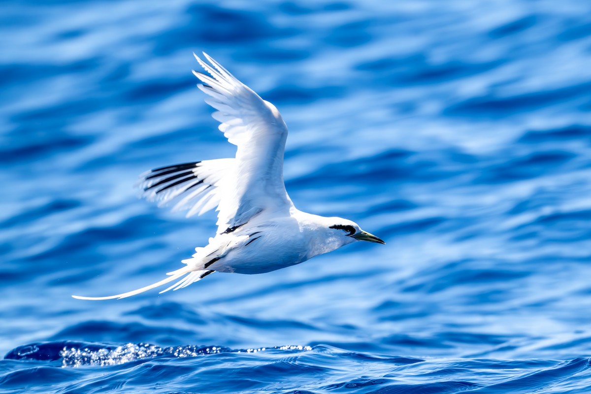 White-tailed Tropicbird (Pacific) - ML617277110