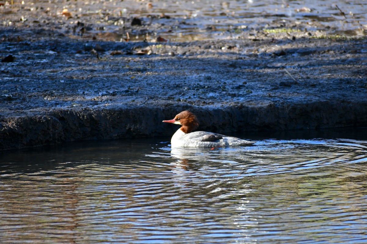 Red-breasted Merganser - Chelsey E