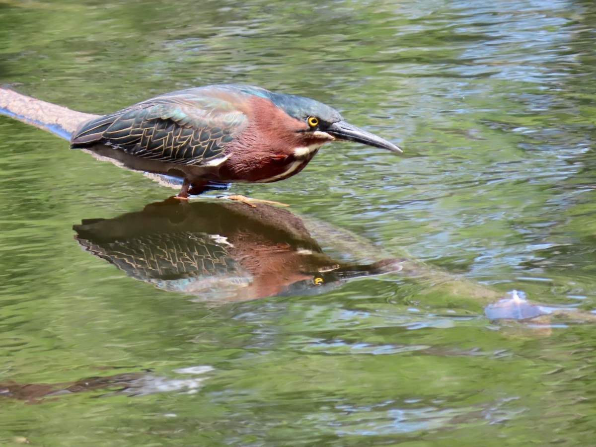 Green Heron - ML617277129