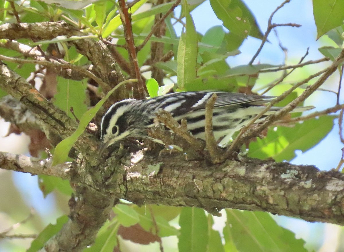 Black-and-white Warbler - ML617277139