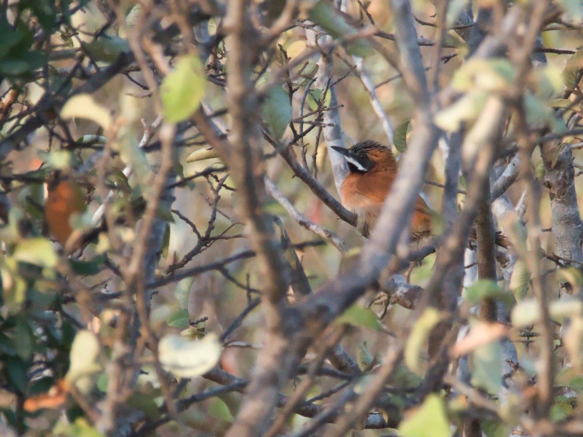 White-whiskered Spinetail - ML617277148