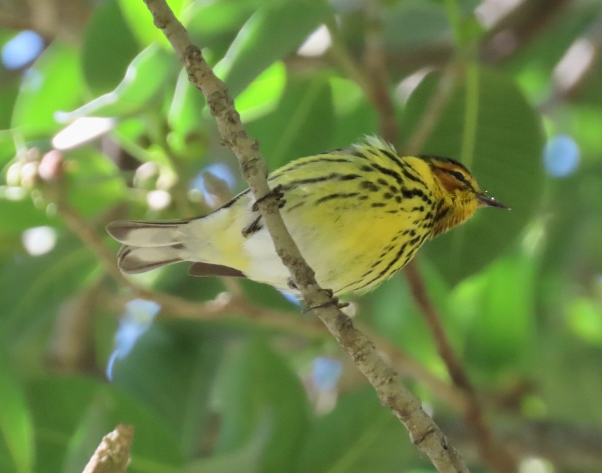 Cape May Warbler - ML617277154