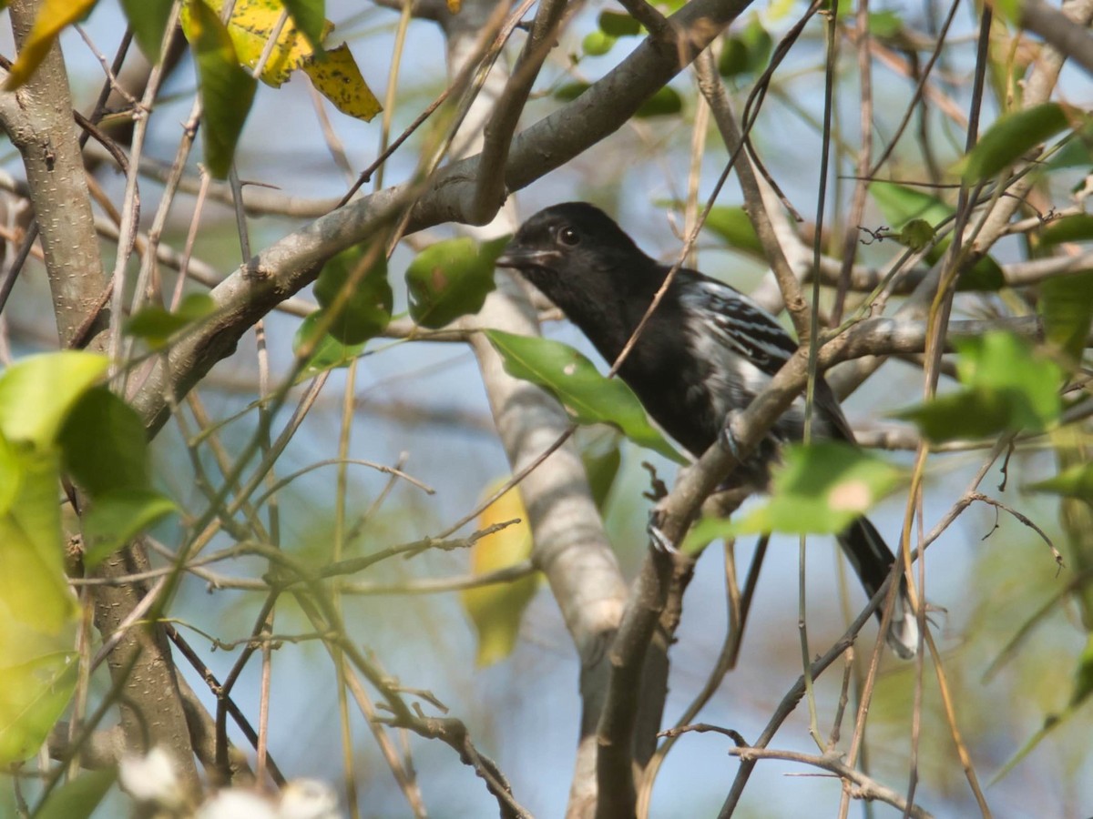 Black-backed Antshrike - ML617277156