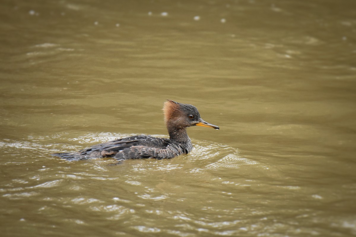 Hooded Merganser - ML617277162