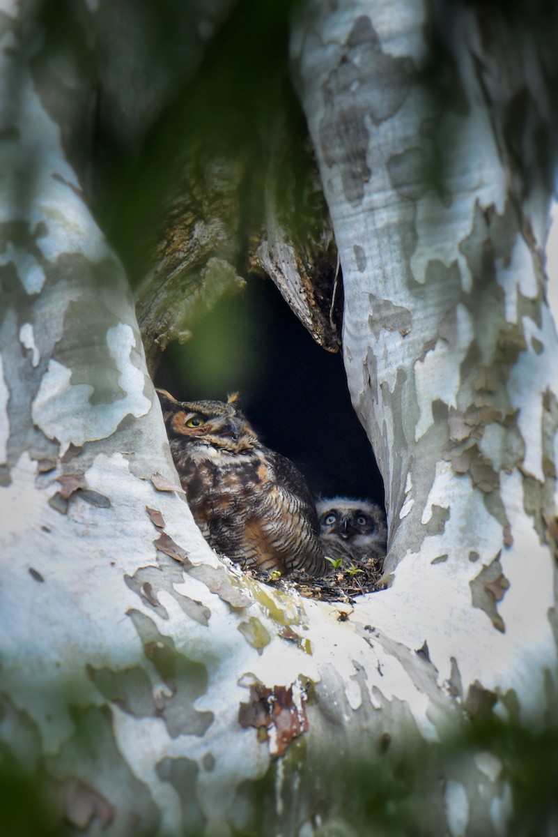Great Horned Owl - ML617277179