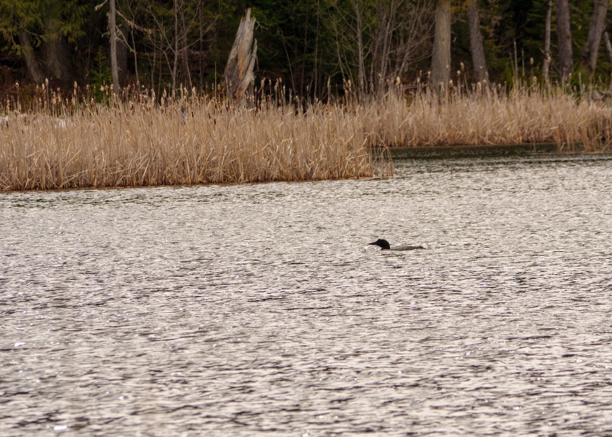 Plongeon huard - ML617277184