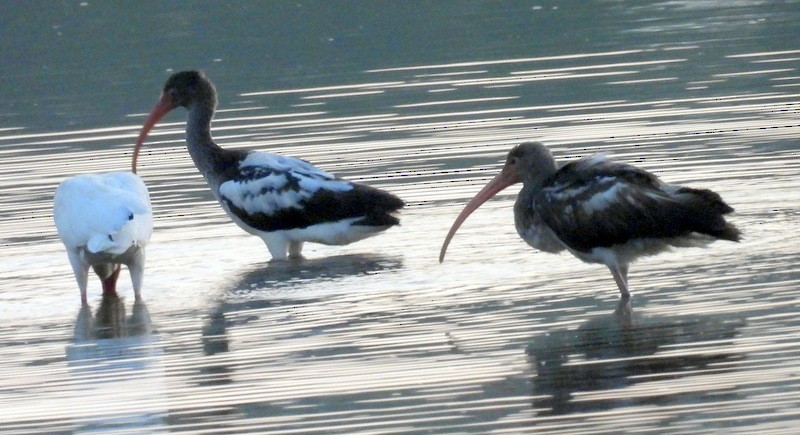 White Ibis - ML617277191