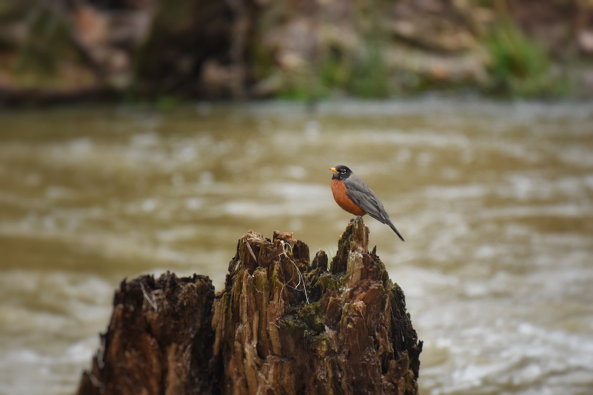 American Robin - ML617277200