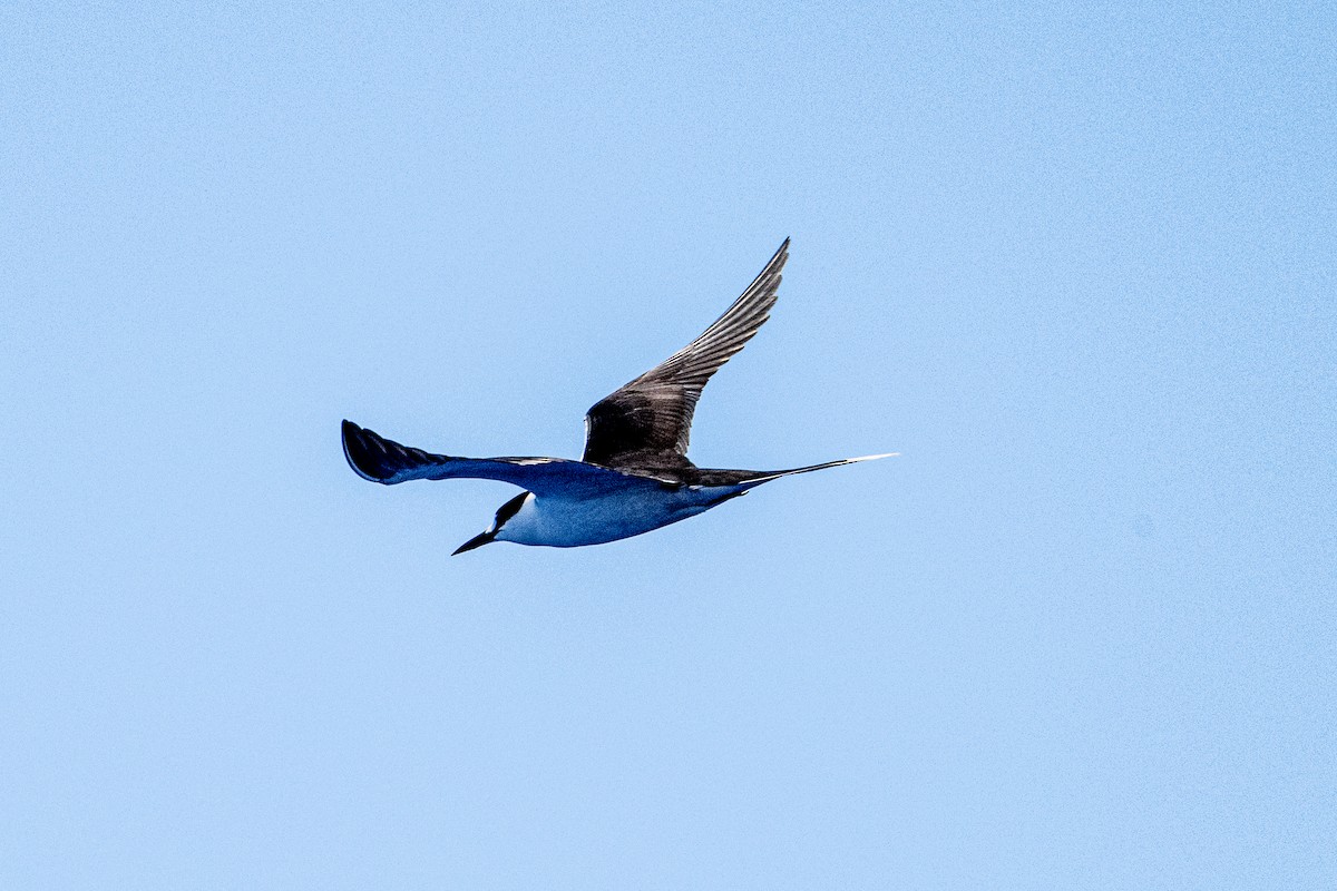 Sooty Tern - Michael Carion