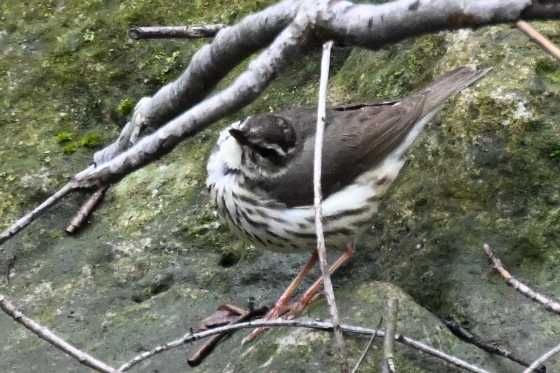 Louisiana Waterthrush - Donald Taylor