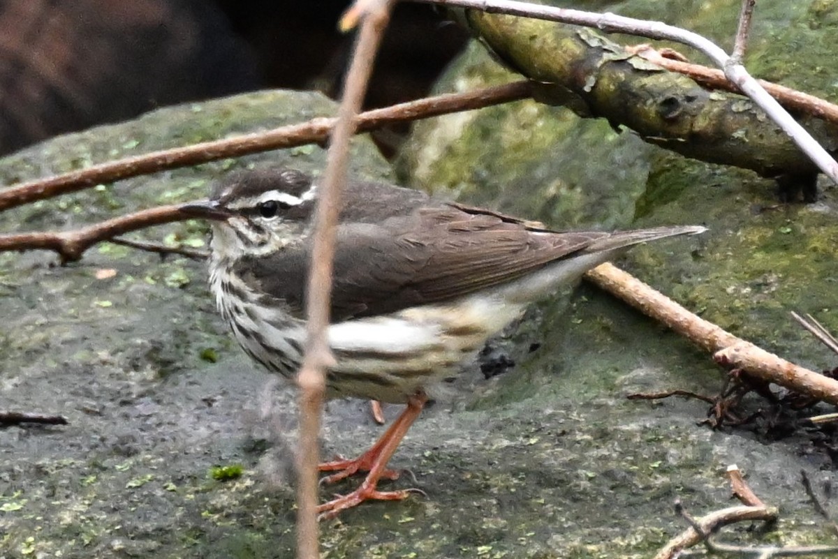 Louisiana Waterthrush - ML617277207