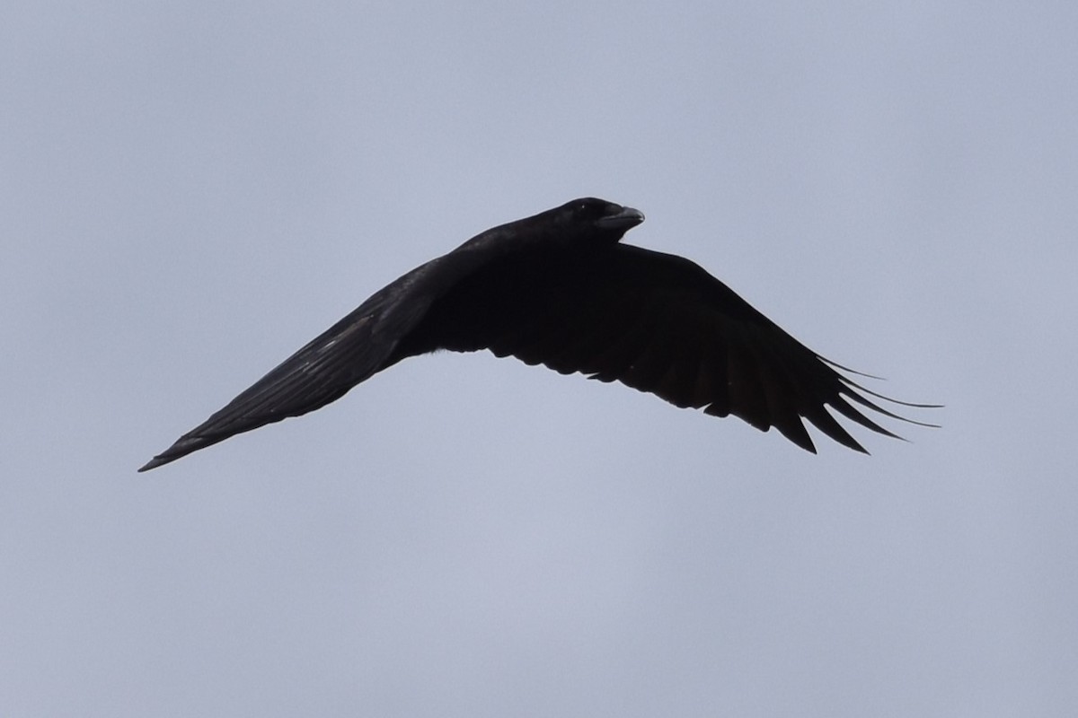 American Crow - ML617277226