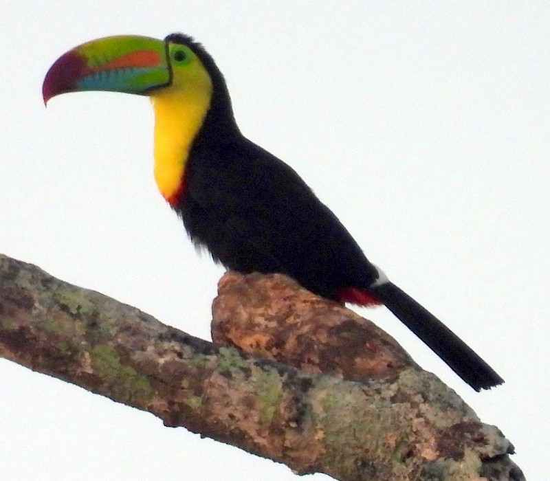 Keel-billed Toucan - ML617277236