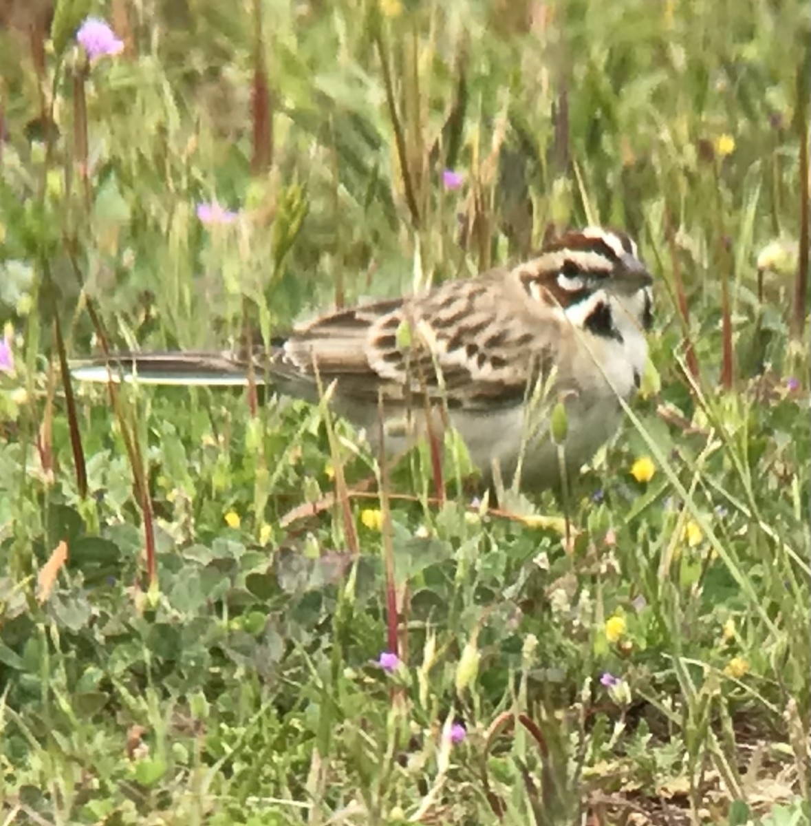 Lark Sparrow - ML617277257