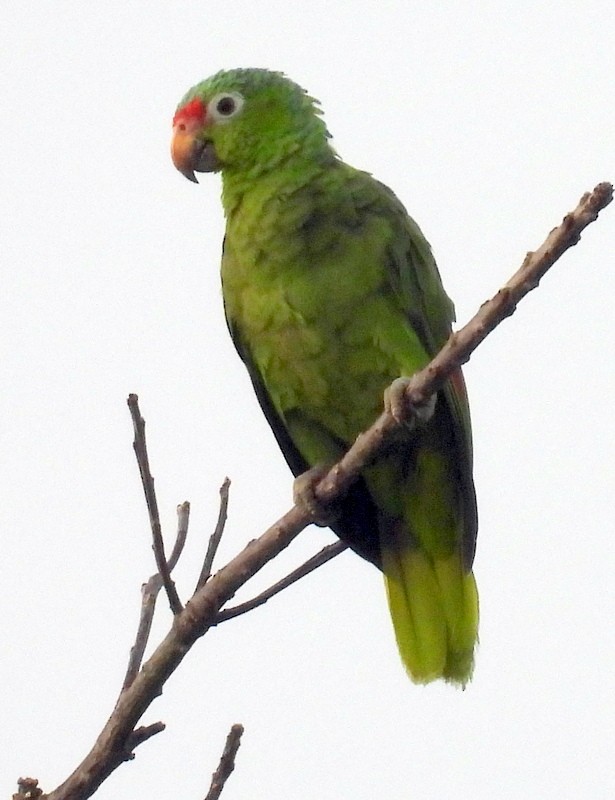 Red-lored Parrot - ML617277258