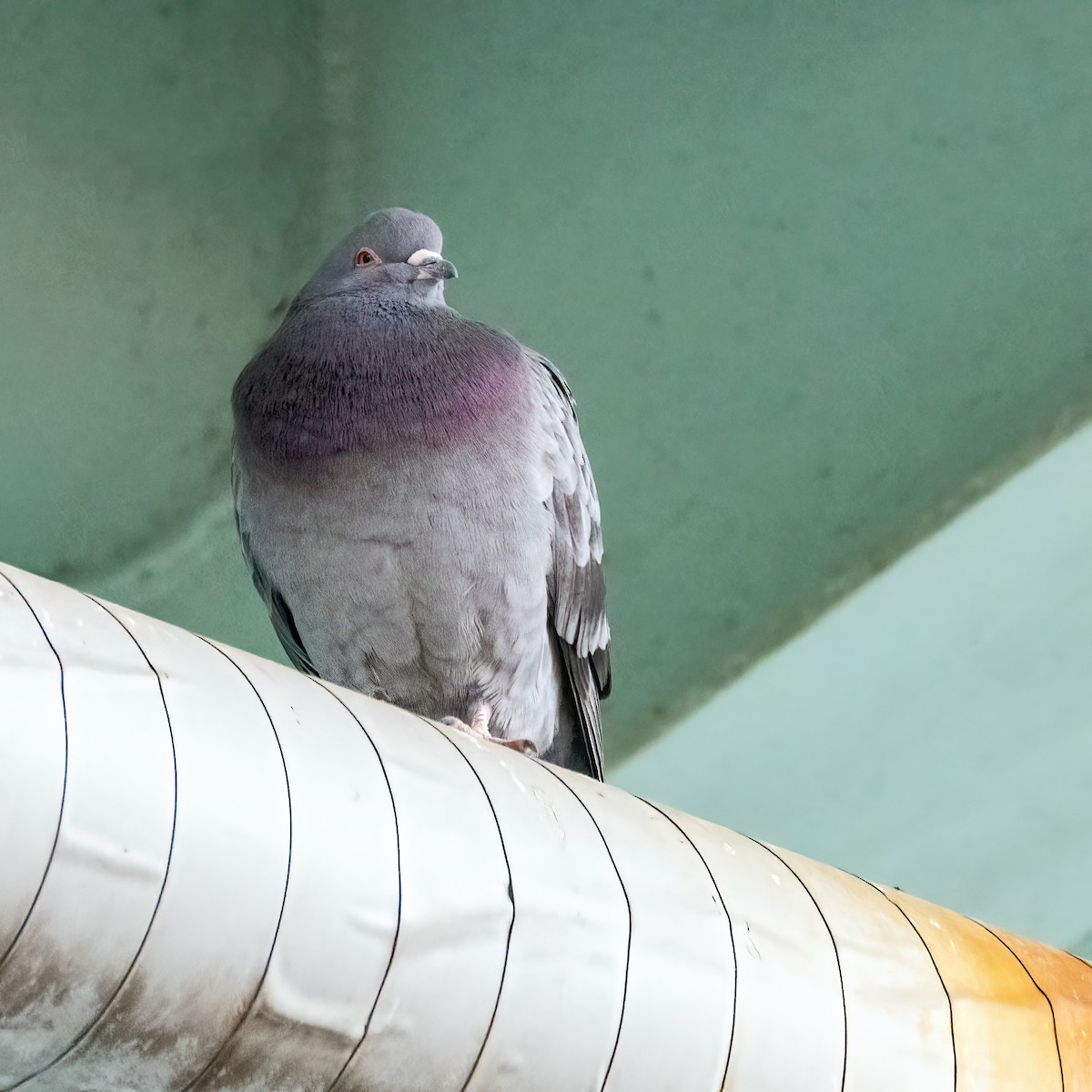 Rock Pigeon (Feral Pigeon) - ML617277265