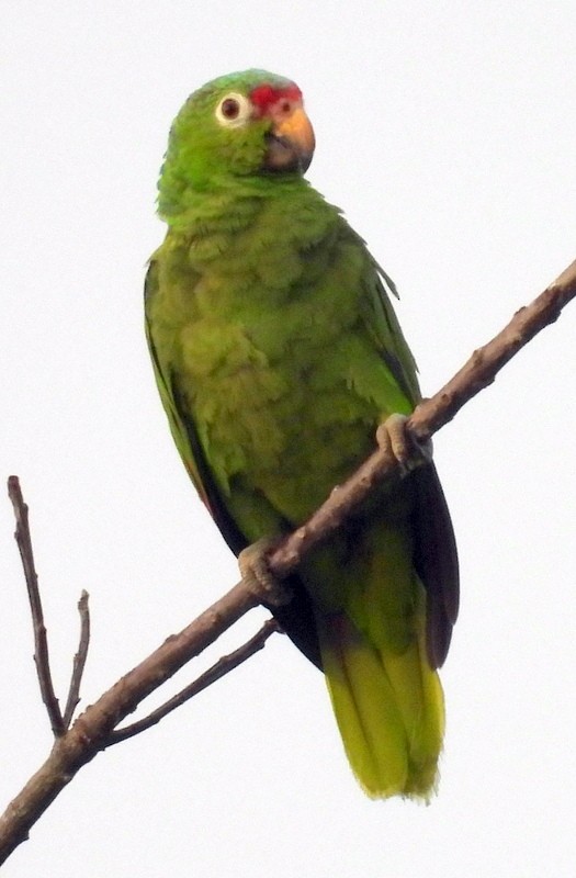 Red-lored Parrot - ML617277266