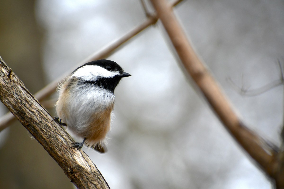 Black-capped Chickadee - Chelsey E