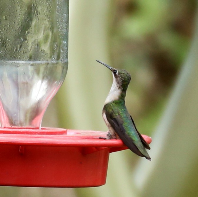 Ruby-throated Hummingbird - ML617277292