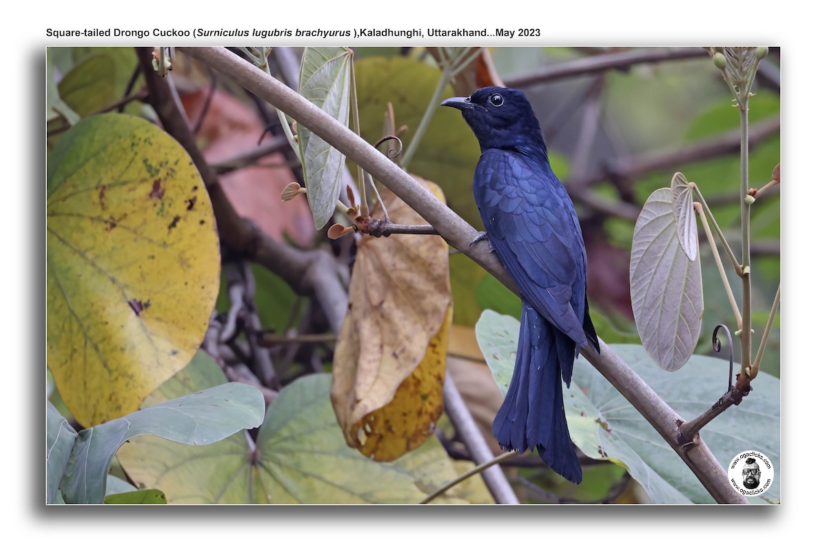 Square-tailed Drongo-Cuckoo - ML617277313