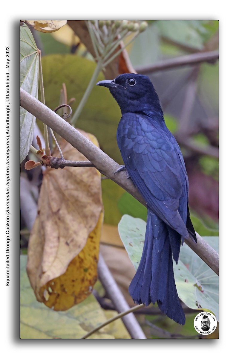 Square-tailed Drongo-Cuckoo - ML617277320