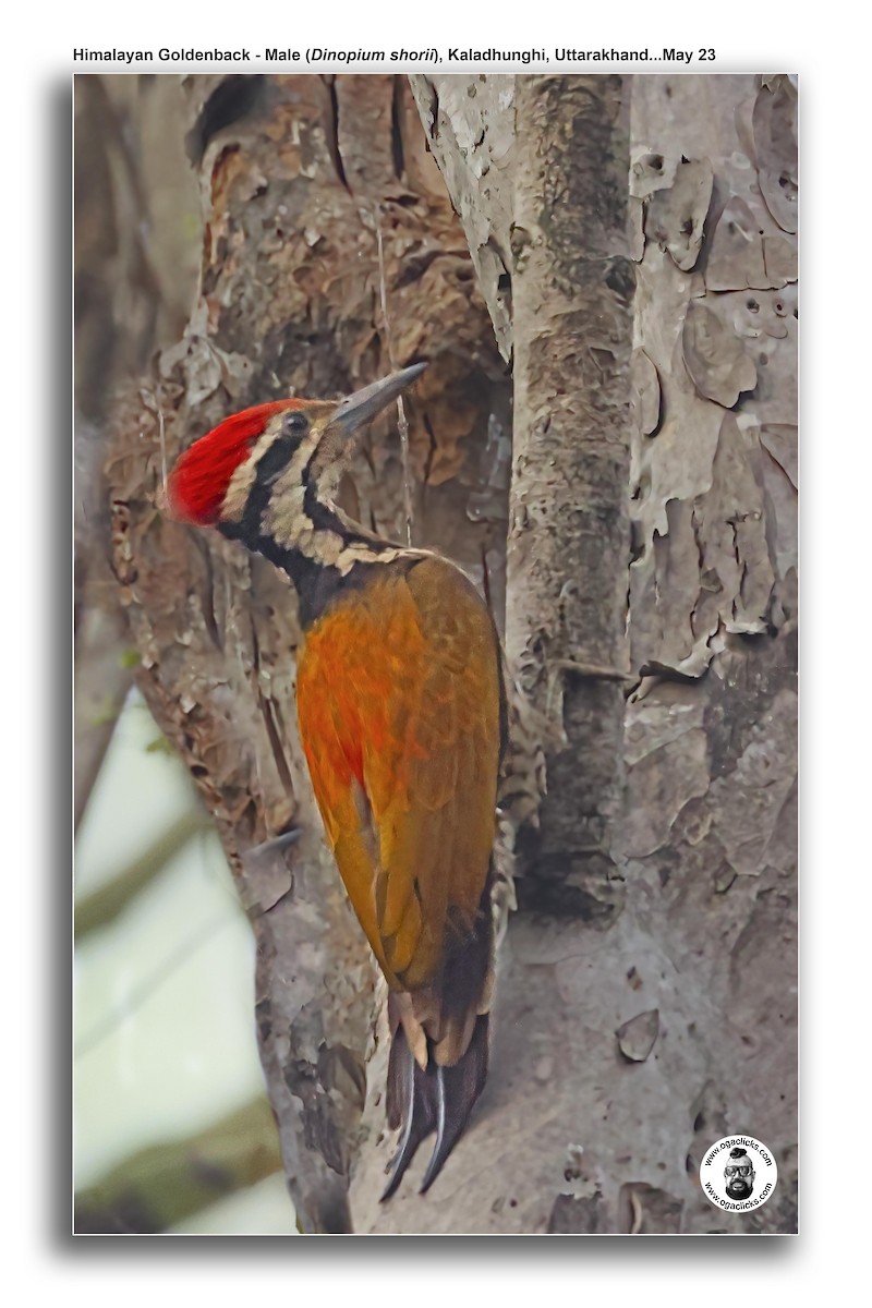 Himalayan Flameback - ML617277336