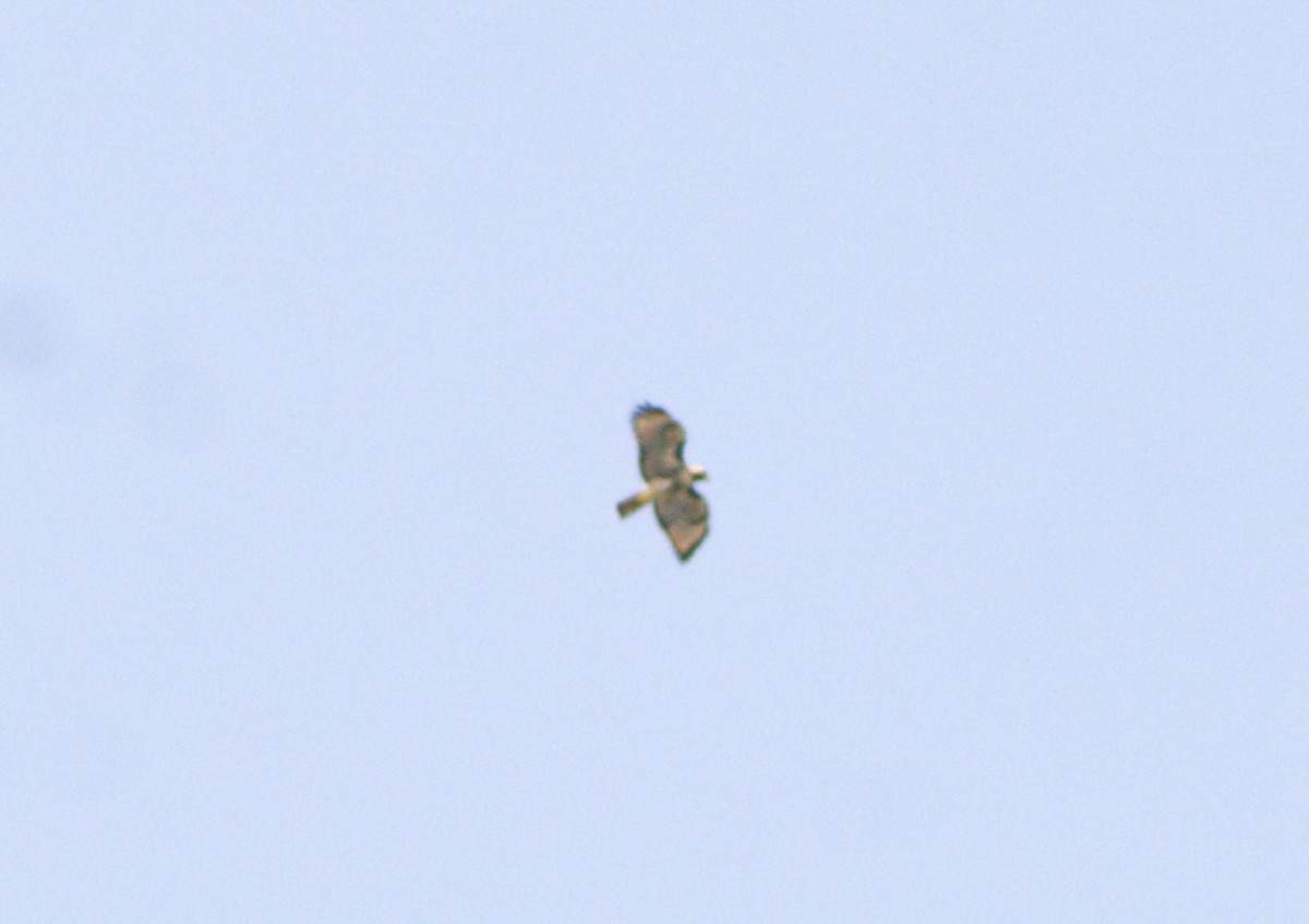 Red-tailed Hawk - ML617277349