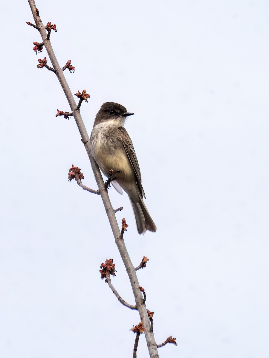 Eastern Phoebe - ML617277368