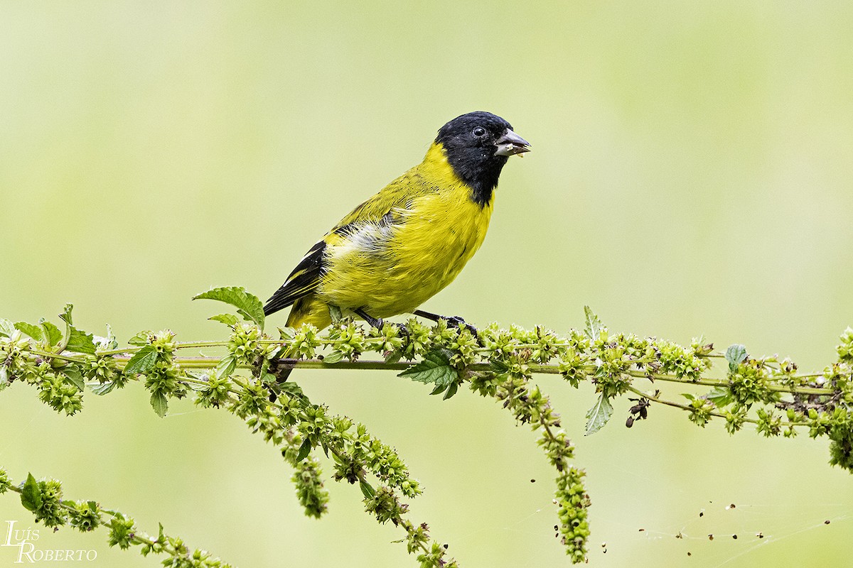 Hooded Siskin - Luis Roberto da Silva