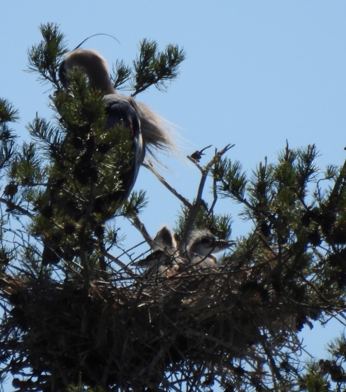 Great Blue Heron - ML617277452