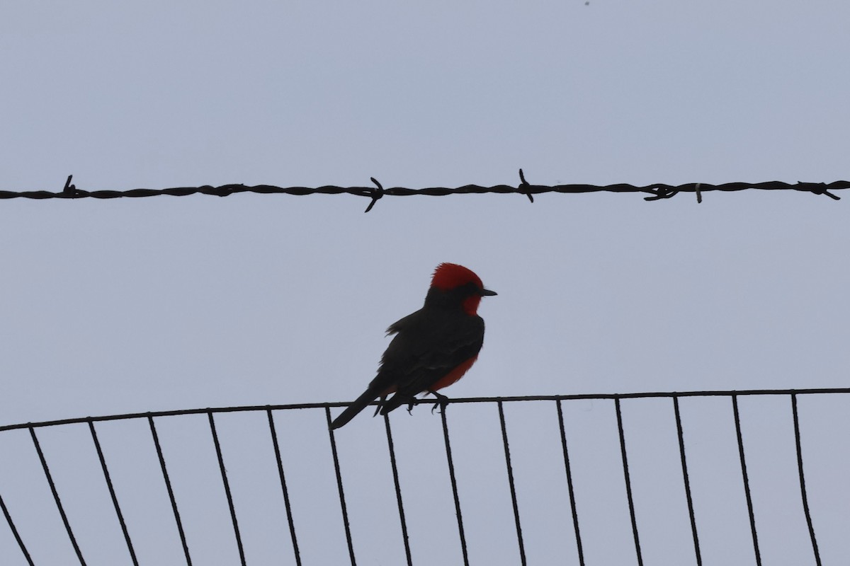 Vermilion Flycatcher - Tanya Burnett