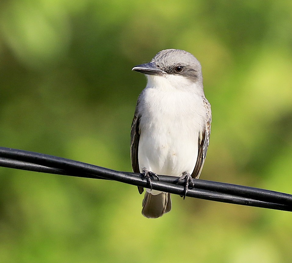 Gray Kingbird - ML617277469