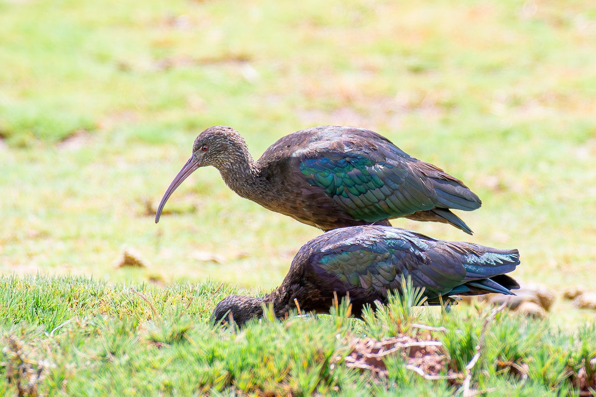 ibis andský - ML617277476