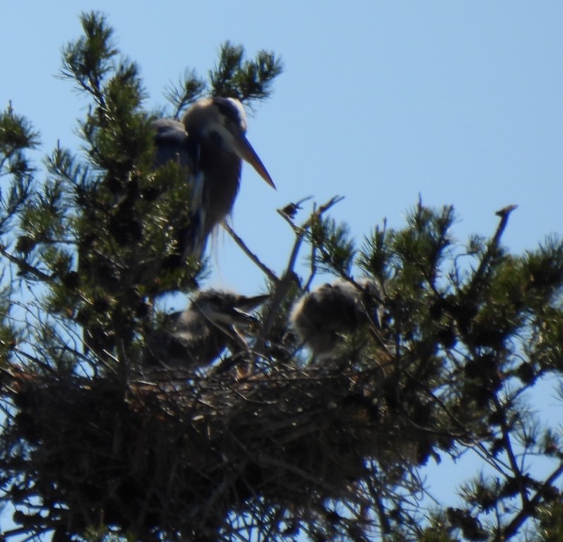 Great Blue Heron - ML617277477