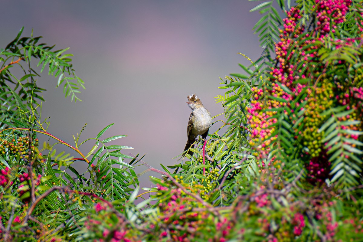 White-crested Elaenia - ML617277487