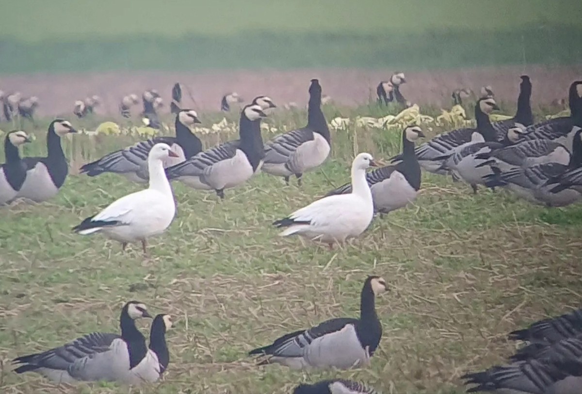 Ross's Goose - ML617277512