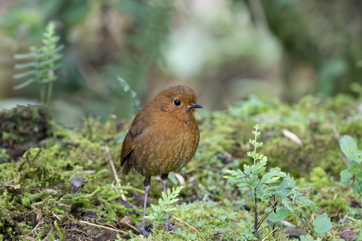 Equatorial Antpitta - ML617277522