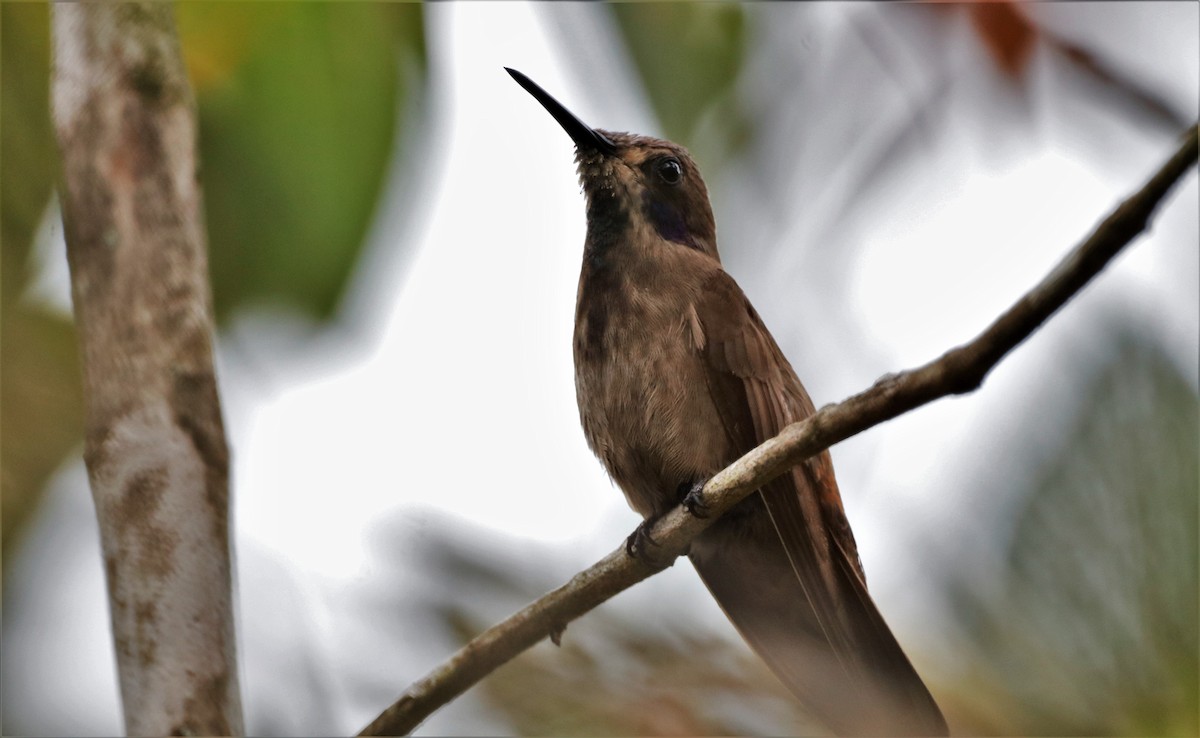 kolibřík fialovouchý - ML617277552