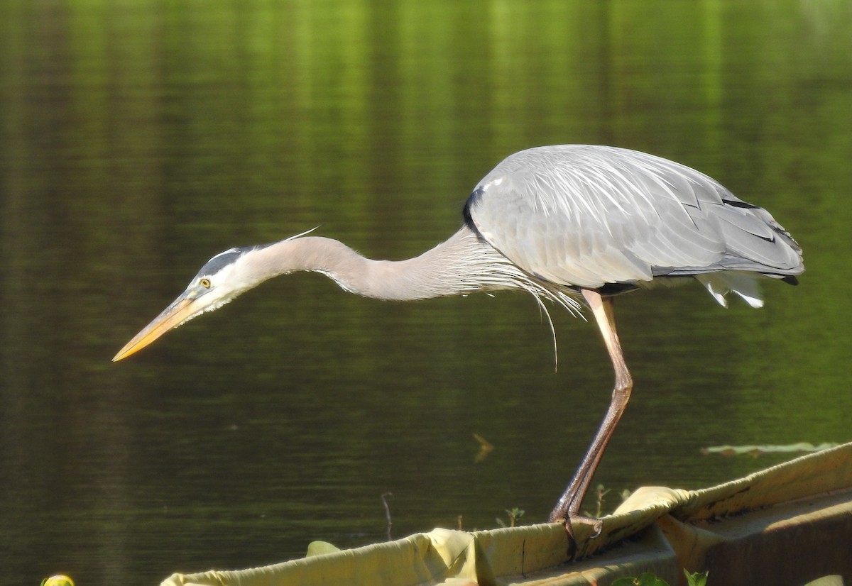 Great Blue Heron - Patrick McMahon