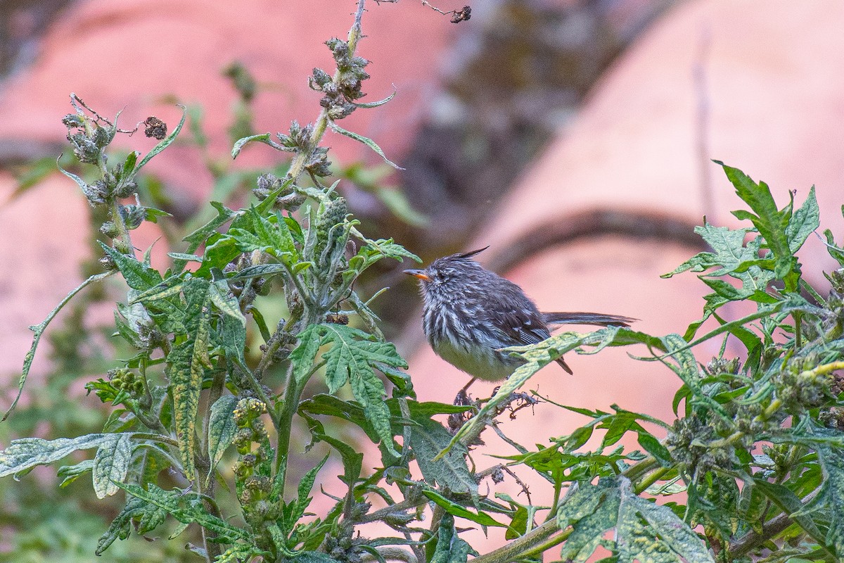 Yellow-billed Tit-Tyrant - ML617277584