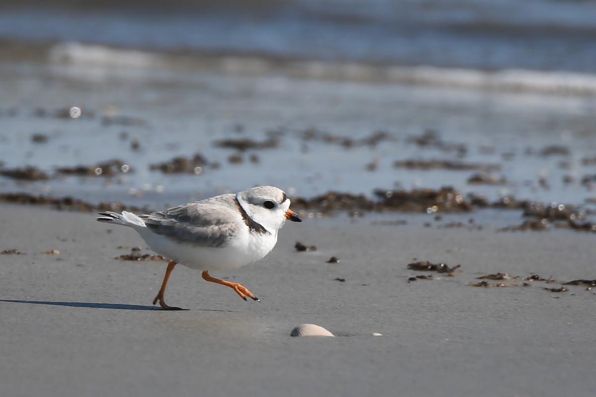 Piping Plover - ML617277585