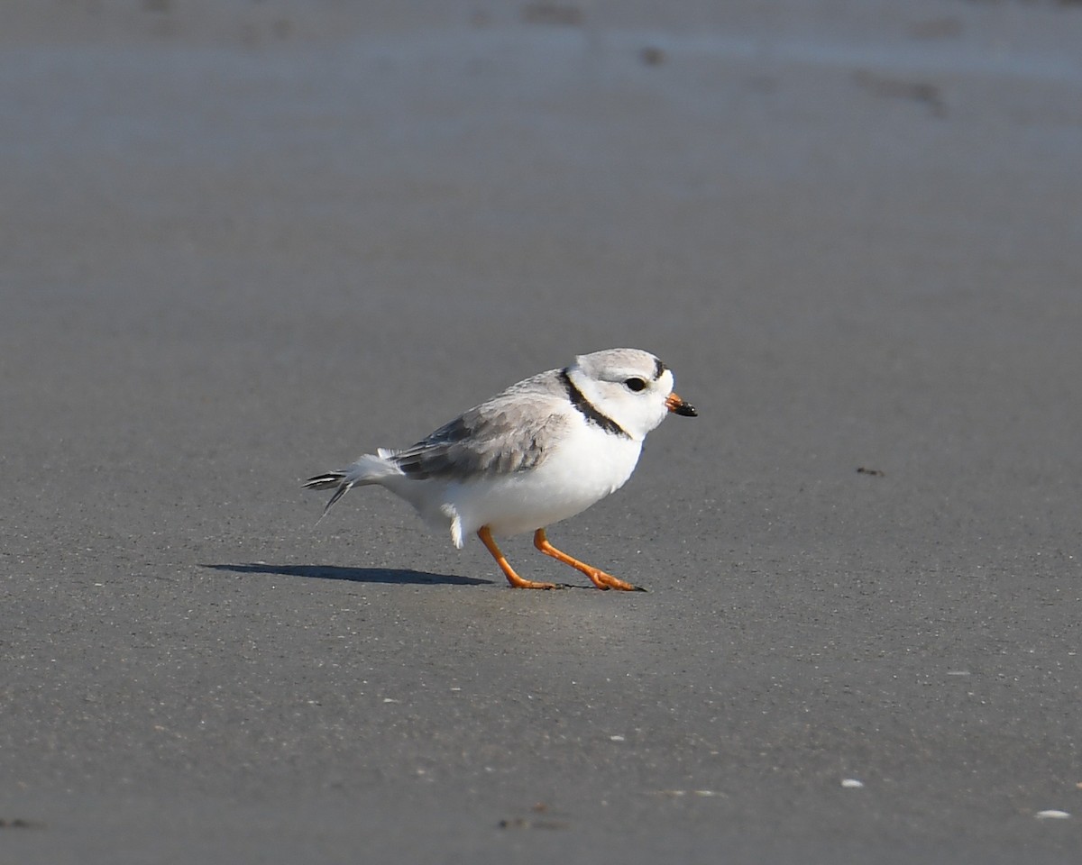 Piping Plover - ML617277586