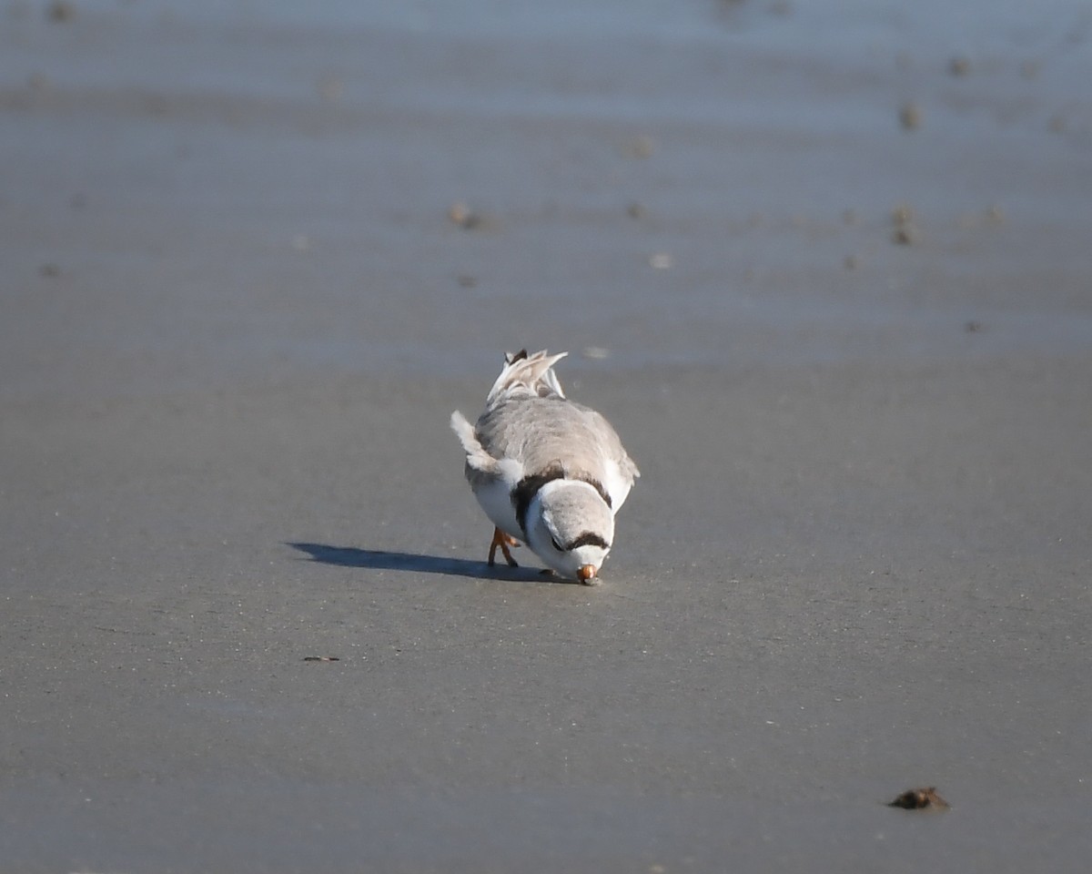 Piping Plover - ML617277587