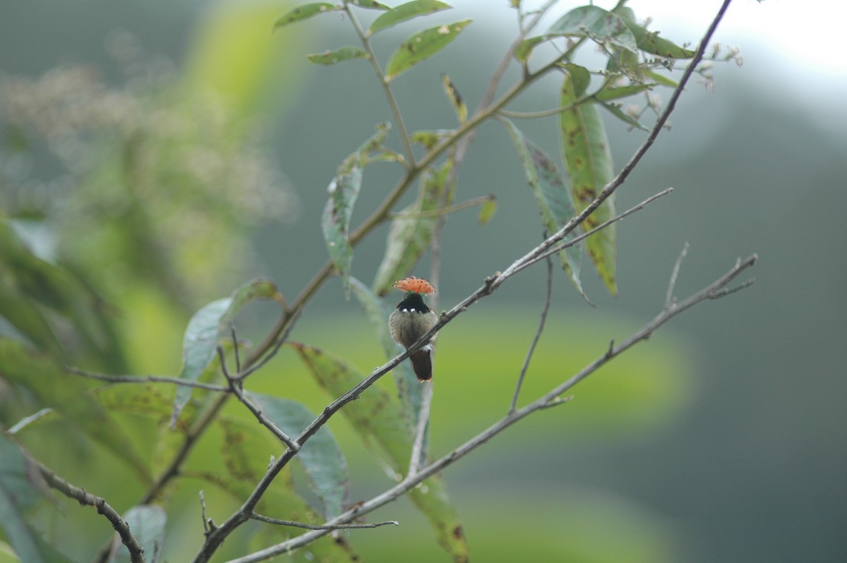 Spangled Coquette - Francisco Sornoza