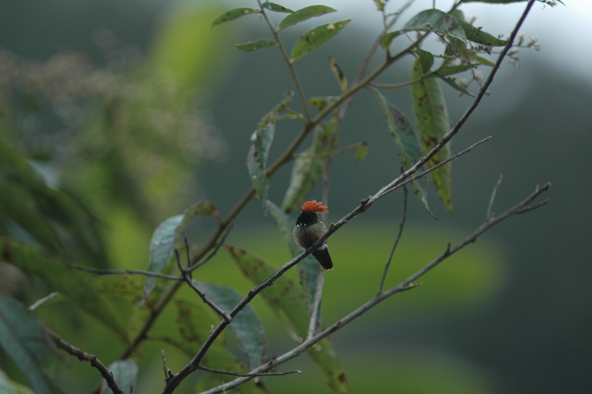 Spangled Coquette - Francisco Sornoza