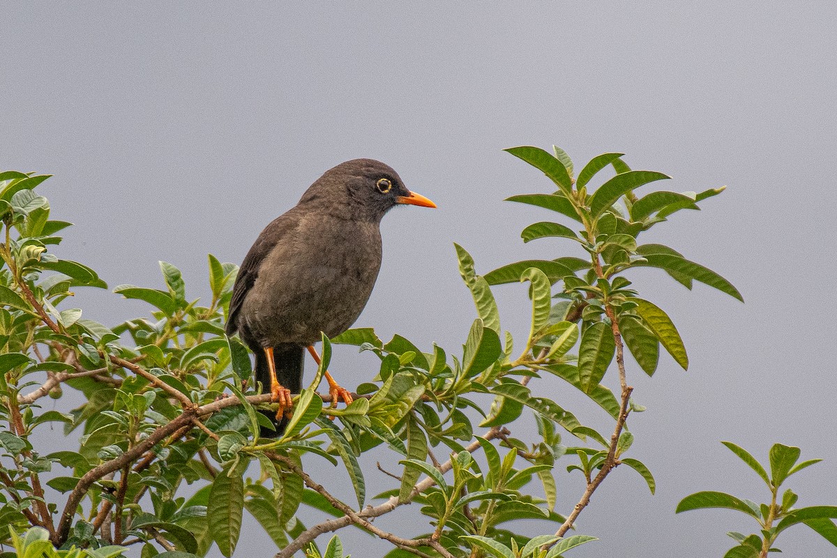 Great Thrush - ML617277672