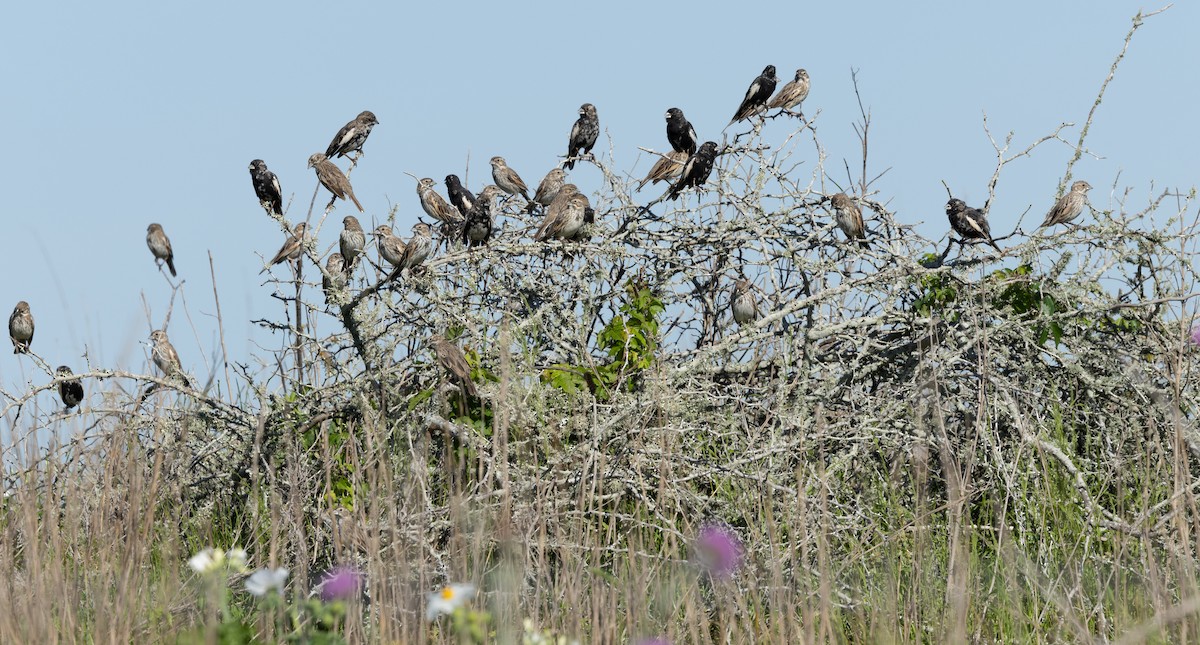 Lark Bunting - ML617277747